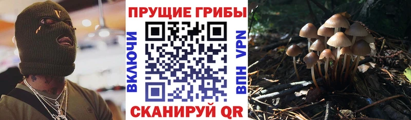 Псилоцибиновые грибы Cubensis  кракен вход  Удачный 